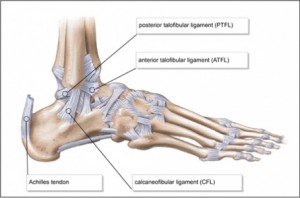 455px-Lateral-ankle-ligaments
