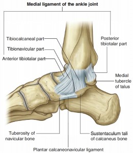 medial-ankle-ligaments-and-bones